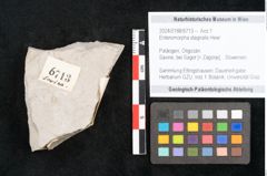 Foto (Objekt + Etikett) von Enteromorpha stagnalis Heer (NHMW-GEO-2024-0188-6713)